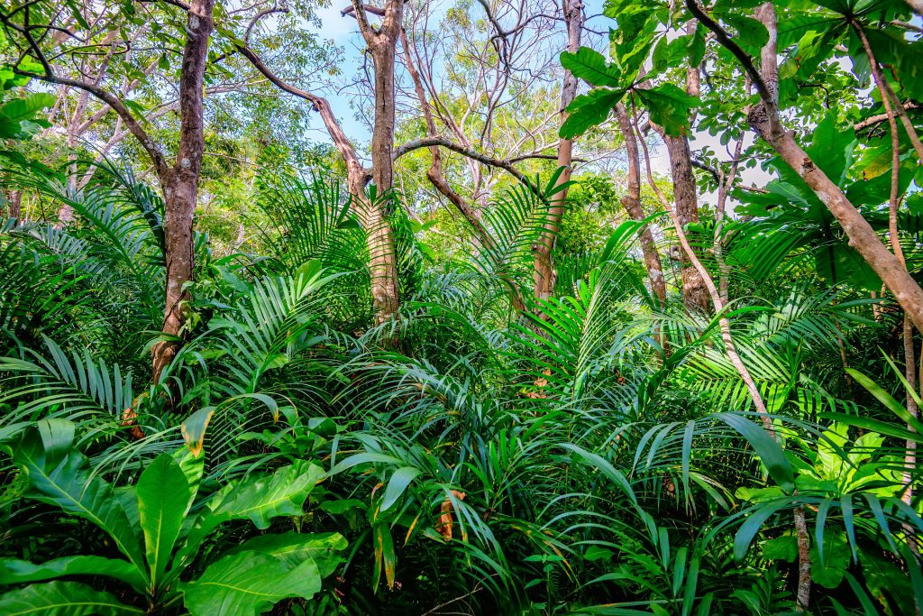 Scenic view of rainforest with ferns